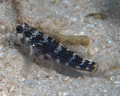 Asterropteryx semipunctata