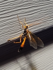 Opheltes glaucopterus barberi