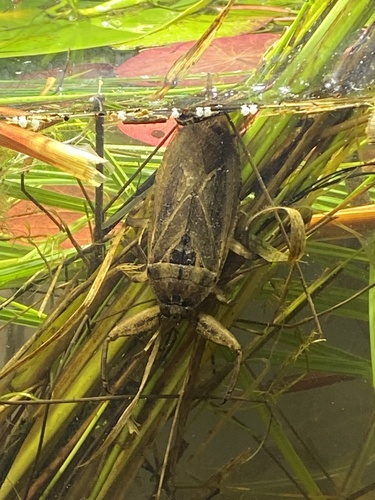 American Giant Water Bug photo 4