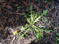 Taraxacum pectinatiforme