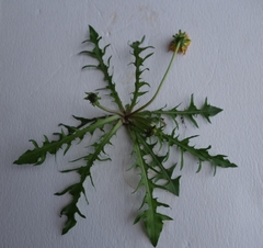 Taraxacum pectinatiforme