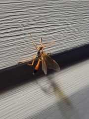 Opheltes glaucopterus barberi