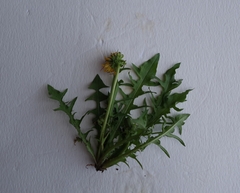 Taraxacum pectinatiforme