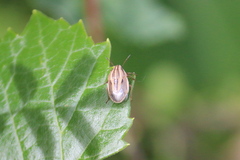 Aelia americana