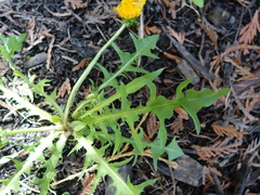 Taraxacum pectinatiforme