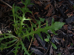 Taraxacum pectinatiforme