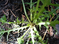 Taraxacum pectinatiforme