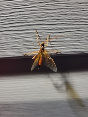 Opheltes glaucopterus barberi