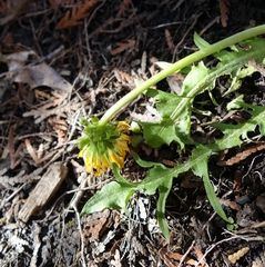 Taraxacum pectinatiforme
