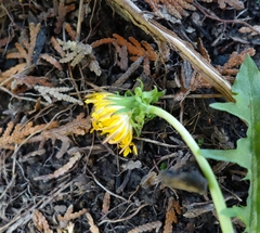 Taraxacum pectinatiforme