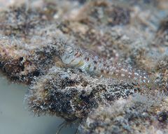 Glyptoparus delicatulus