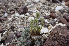 Plagiobothrys hispidus