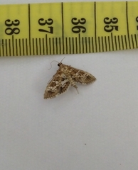 Sameodes
