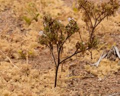 Nolana aplocaryoides