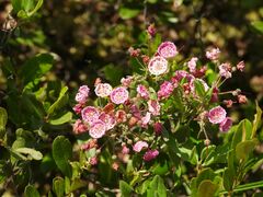 Kalmia polifolia