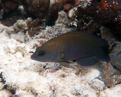 Pseudochromis fuscus