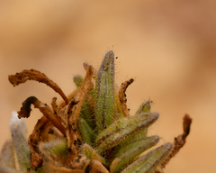 Nolana aplocaryoides