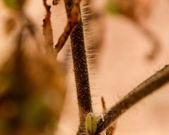 Nolana aplocaryoides