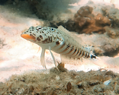 Parapercis clathrata