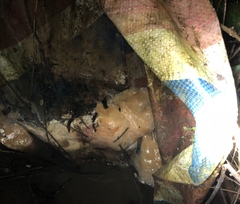 Polypedates megacephalus