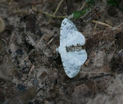 Lepidoptera