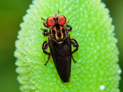 Orrhodops occidentalis