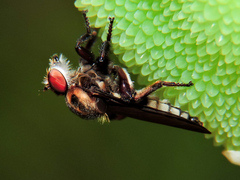 Orrhodops occidentalis