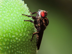 Orrhodops occidentalis