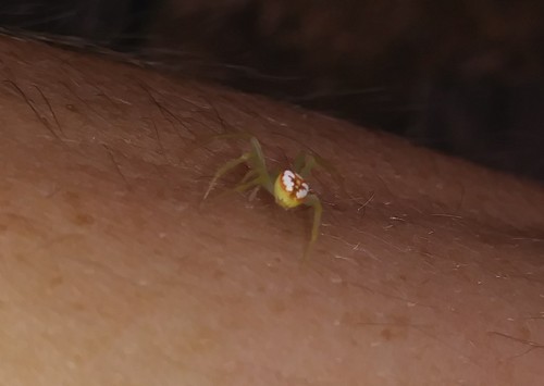 Red-backed Orbweaver photo 5