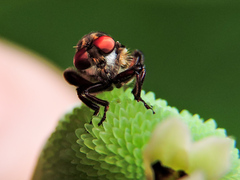Orrhodops occidentalis