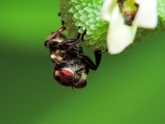 Orrhodops occidentalis