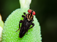 Orrhodops occidentalis