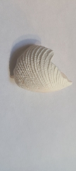 Cyrtopleura costata