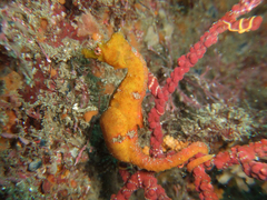 Hippocampus sindonis