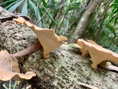 Favolus fuscolineatus