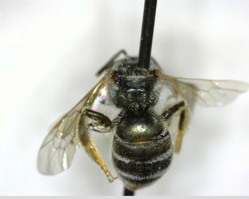 iNaturalist observation photo of Tripartite Sweat Bee