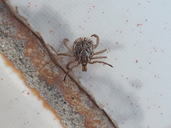 Amblyomma cajennense