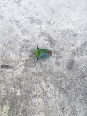 Rhynchocoris poseidon