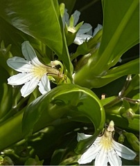 Scaevola taccada taccada