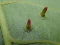 Caryomyia subulata