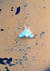 Cirrhochrista kosemponialis