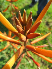 Erythrina leptorhiza