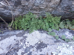 Cheilanthes hieronymi