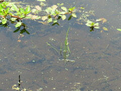 Isoetes melanopoda