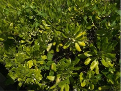 Scaevola taccada taccada