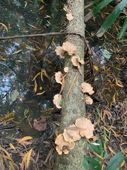 Favolus fuscolineatus