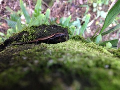 Sphenomorphus incognitus