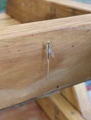 Pentagenia vittigera