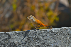 Ochetorhynchus melanurus