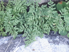 Cheilanthes hieronymi